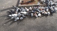 gołębie na chodniku